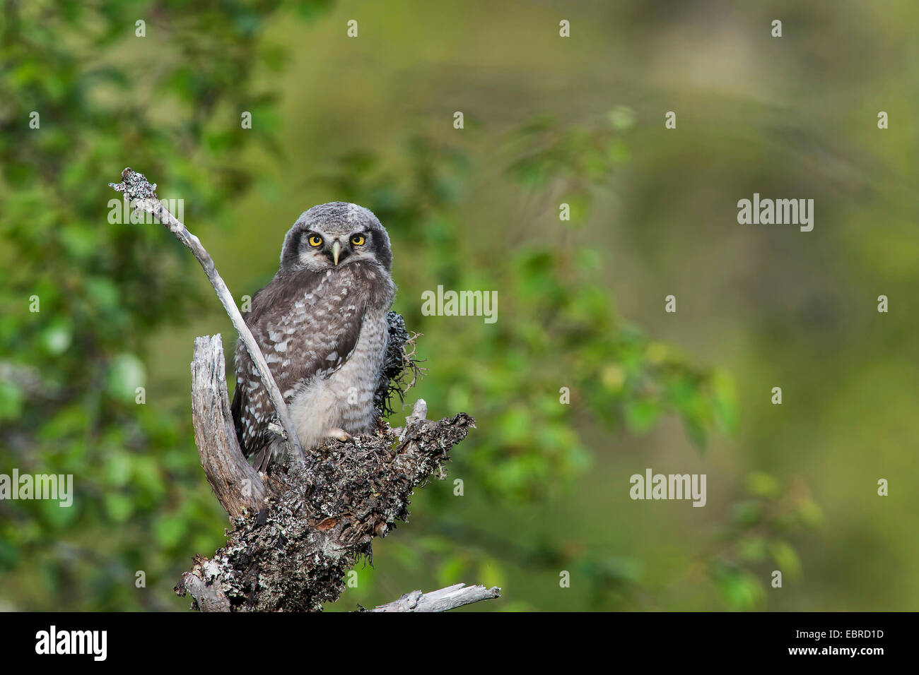 Northern hawk owl (surnia ulula), fledgeling, Svezia Foto Stock