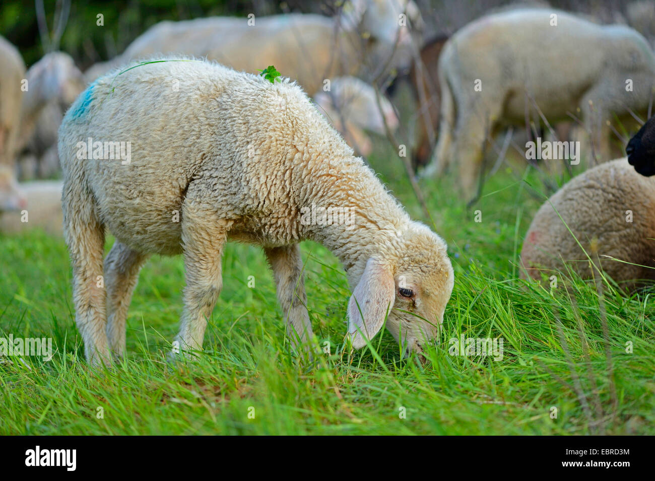 Gli animali domestici delle specie ovina (Ovis ammon f. aries), pecore al pascolo di un gregge di pecore in un prato, in Germania, in Baviera Foto Stock