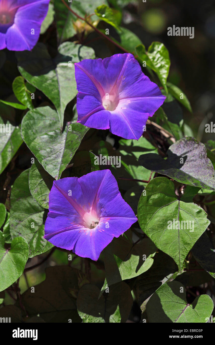 Blue gloria di mattina, Oceanblue gloria di mattina, Koali awa, alba Blu fiore (Ipomoea indica), fiori viola, STATI UNITI D'AMERICA, Florida, amanti Key Foto Stock