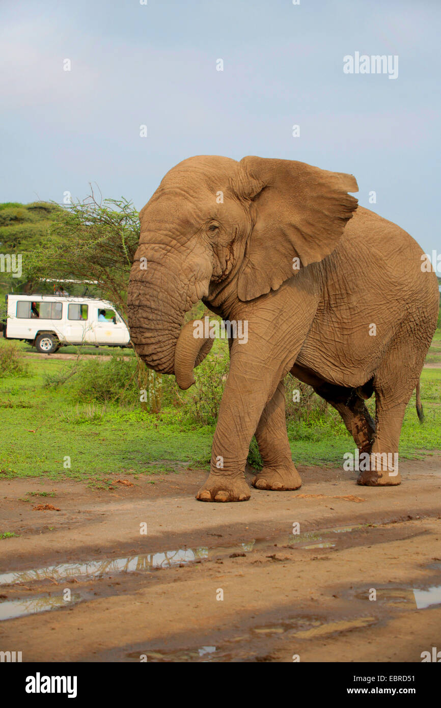 Elefante africano (Loxodonta africana), Bull elefante senza zanne nel Serengeti, Tanzania Serengeti National Park Foto Stock
