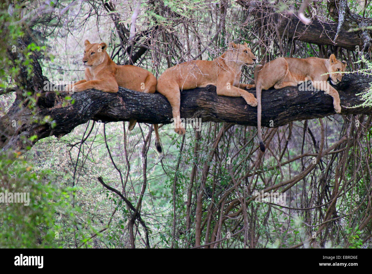 Lion (Panthera leo), tre leoni giacente insieme su un albero, Tanzania Lake Manyara National Park Foto Stock