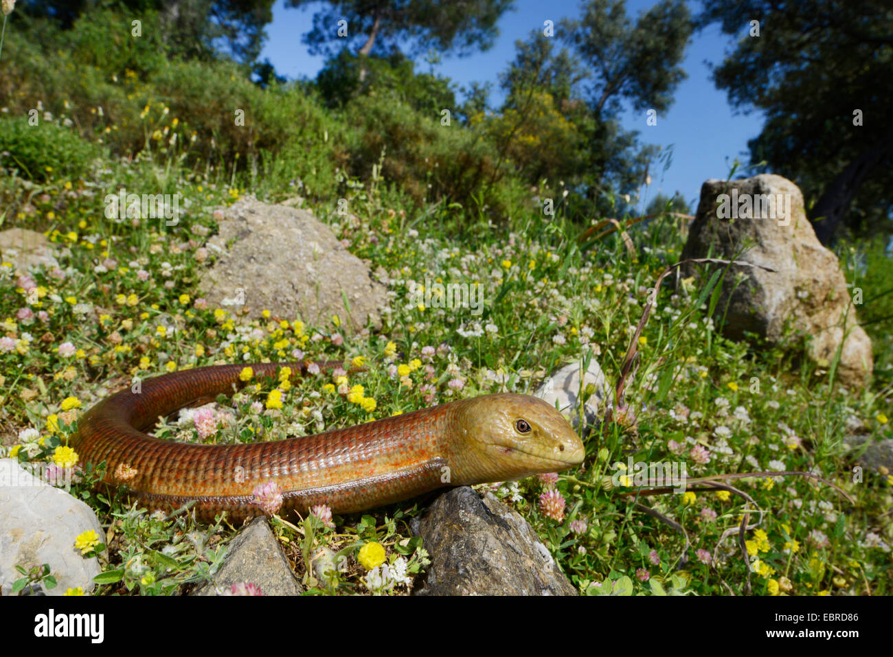 Vetro europea lucertola, vetro blindato lizard (Ophisaurus apodus, Pseudopus apodus), avvolgimento sul terreno, Turchia, Lycia, Dalyan, Mugla Foto Stock