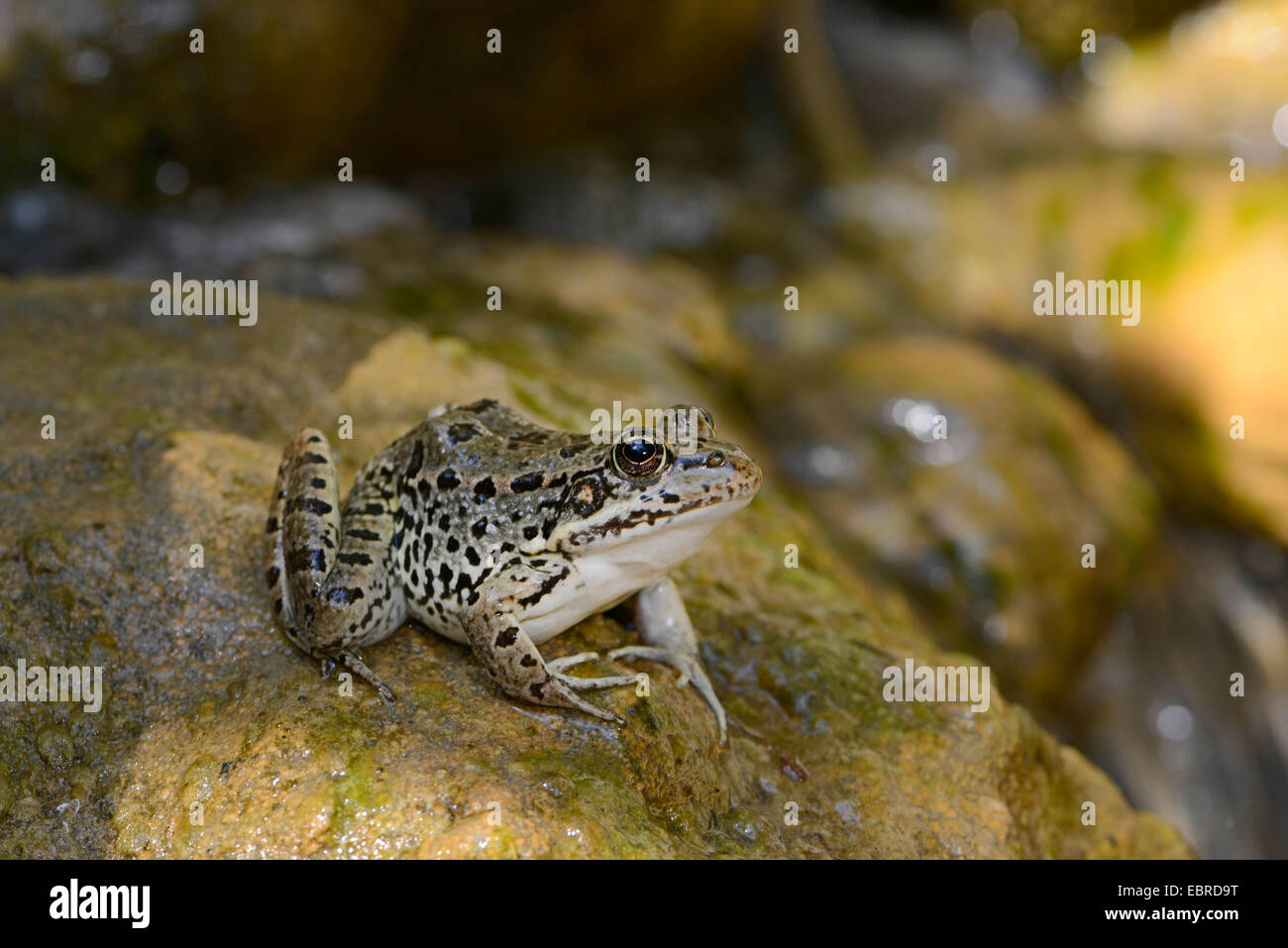 Rana di palude, il lago di rana (Rana ridibunda, Pelophylax ridibundus), seduto su una pietra in un ruscello, Turchia, Tracia Foto Stock