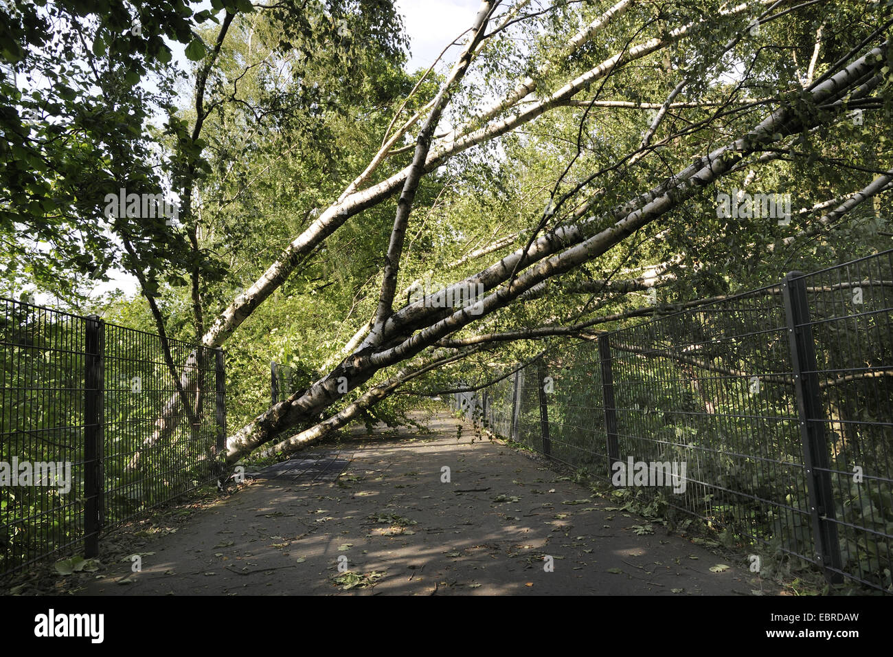 La betulla (Betula spec.), caduti birch bloccata la bici strada dopo la tempesta davanti Ela, in Germania, in Renania settentrionale-Vestfalia, la zona della Ruhr, Witten Foto Stock