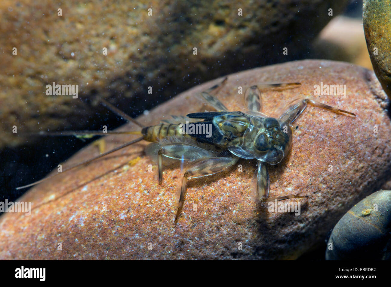 Effimere (Efemerotteri), larva su un ciottolo sotto l'acqua, in Germania, in Baviera, Prien Foto Stock