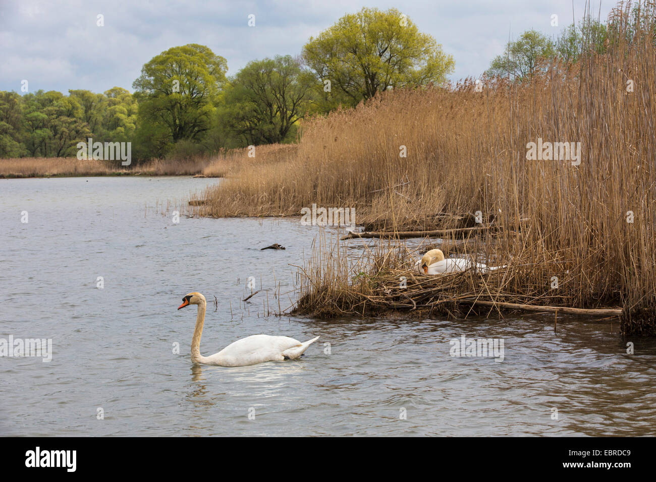 Cigno (Cygnus olor), coppia costruire un nido, in Germania, in Baviera, il Lago Chiemsee Foto Stock