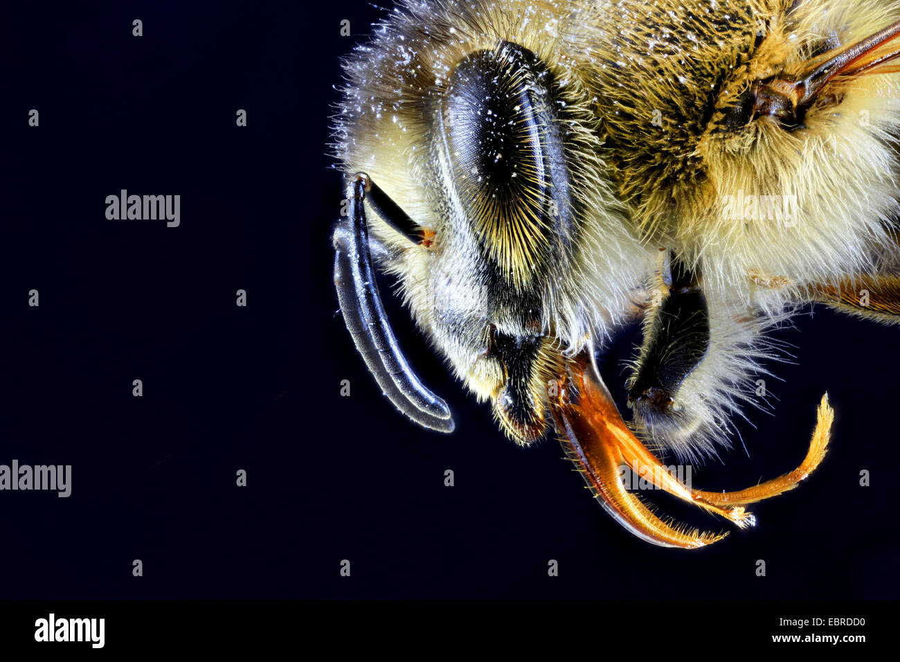Il miele delle api, hive bee (Apis mellifera mellifera), macro colpo di testa, vista laterale nella parte anteriore del fondo nero Foto Stock