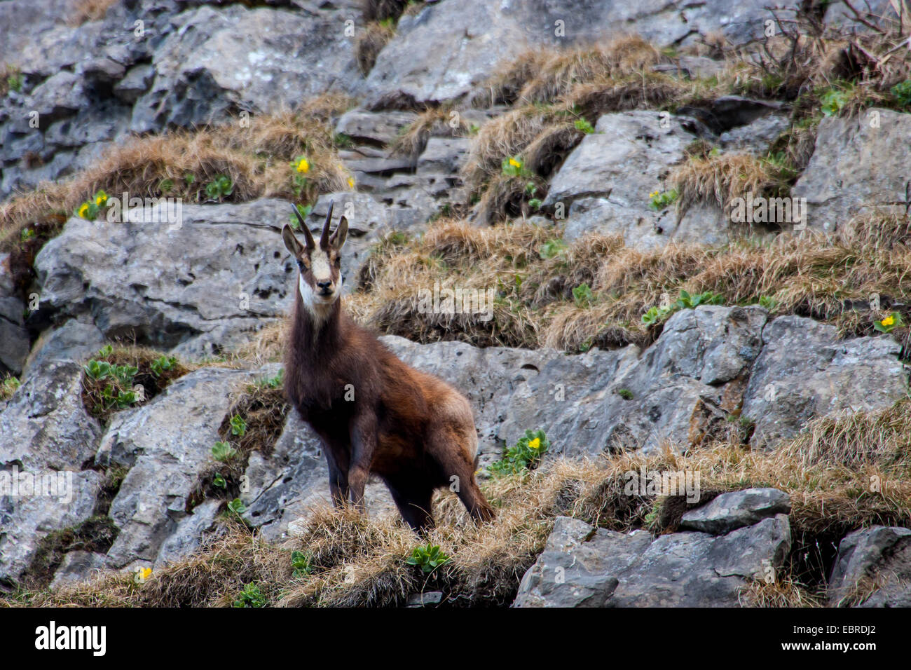 Il camoscio (Rupicapra rupicapra), guarda dowm da una parete di roccia, Svizzera, Toggenburgo, Chaeserrugg Foto Stock