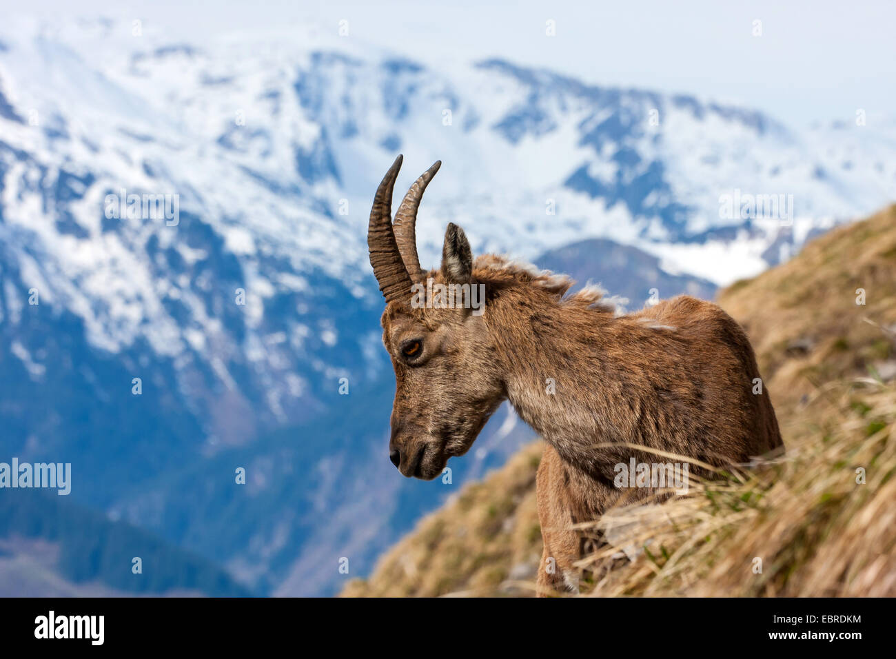 Stambecco delle Alpi (Capra ibex, Capra ibex ibex), femmina nel paesaggio di montagna, Svizzera, Toggenburgo, Chaeserrugg Foto Stock