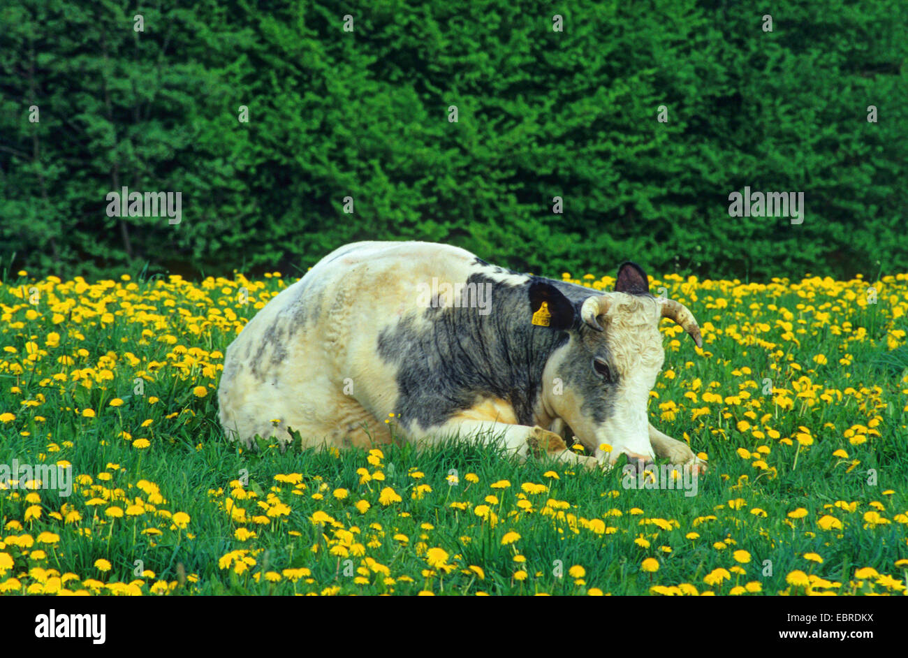 Gli animali domestici della specie bovina (Bos primigenius f. taurus), mucca in appoggio in una fioritura di tarassaco prato, in Germania, in Renania settentrionale-Vestfalia, Hochsauerland Foto Stock