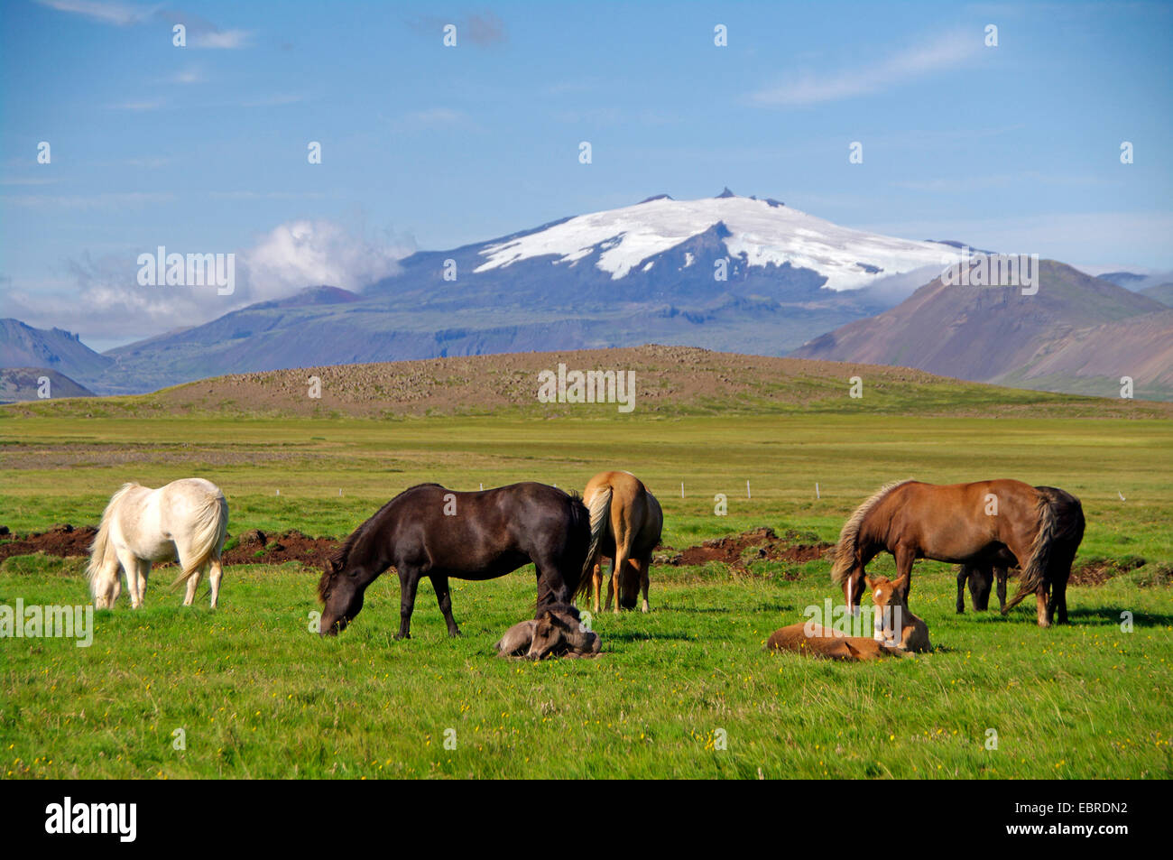 Islandese cavallo, cavallo islandese, Islanda pony (Equus przewalskii f. caballus), il pascolo, Islanda, Snaefellnes Foto Stock