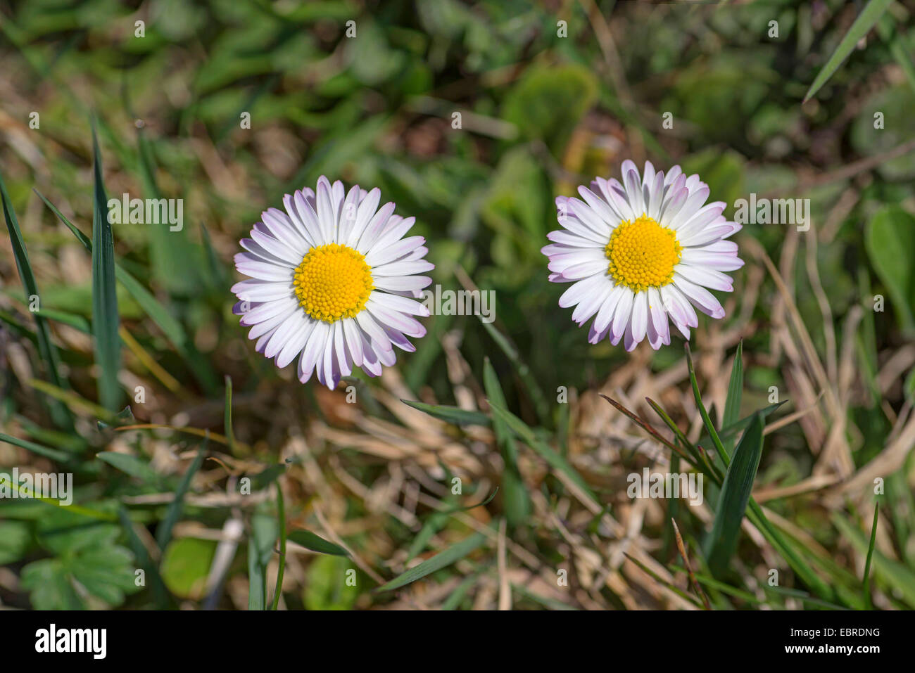 Daisy annuale (Bellis annua), che fiorisce in un prato, in Germania, in Baviera, Alta Baviera, Baviera superiore Foto Stock