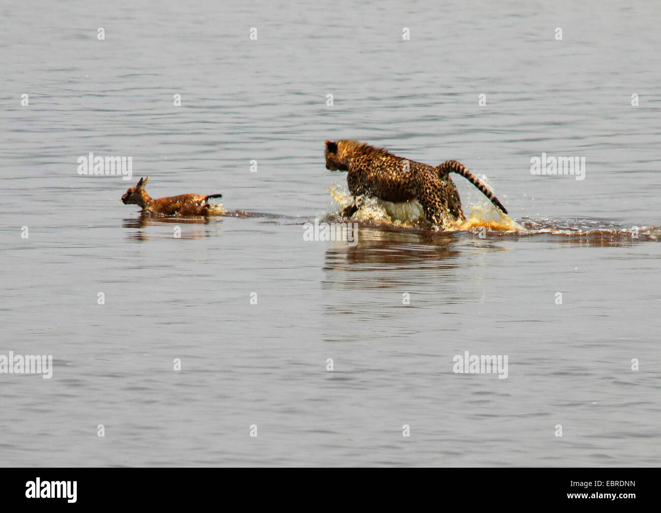 Ghepardo (Acinonyx jubatus), giovane animale caccia nell'acqua, Tanzania Serengeti National Park Foto Stock