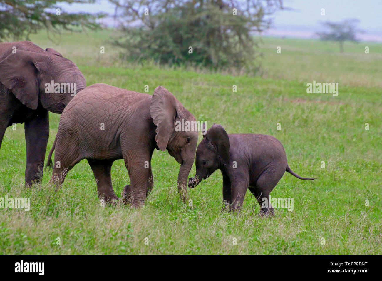 Elefante africano (Loxodonta africana), riproduzione di neonati, Tanzania Serengeti National Park Foto Stock