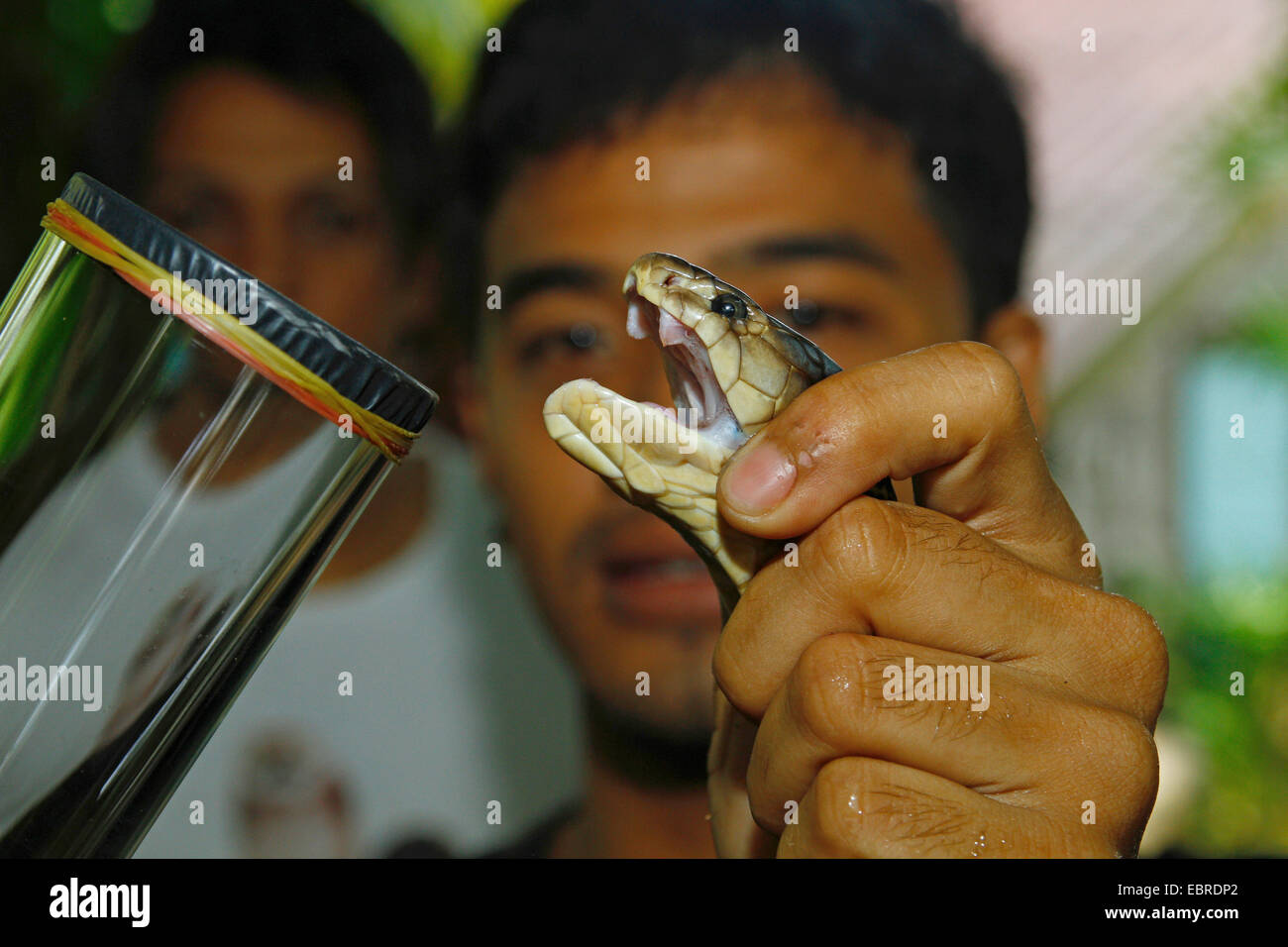 Cobras (Naja spec.), raccolta di veleno di serpente, Indonesia Bali Foto Stock