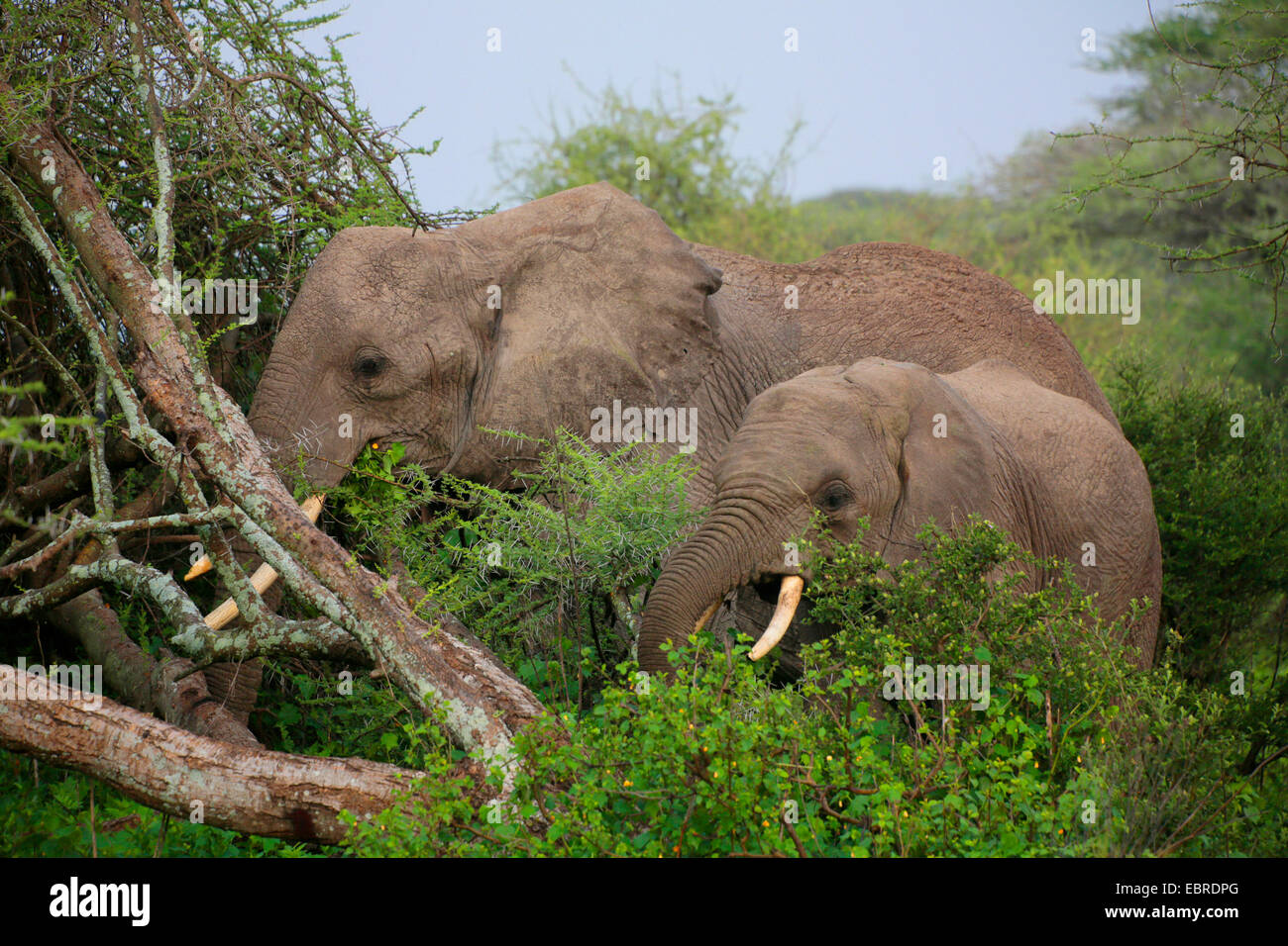 Elefante africano (Loxodonta africana), mangiare mucca elefante con elefante di vitello, Tanzania, Serengeti National Park Foto Stock