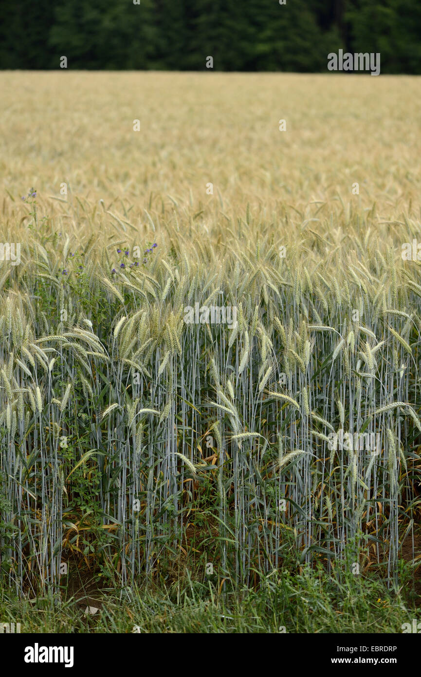 Coltivate segala (Secale cereale), campo di segale, in Germania, in Baviera, Oberpfalz Foto Stock