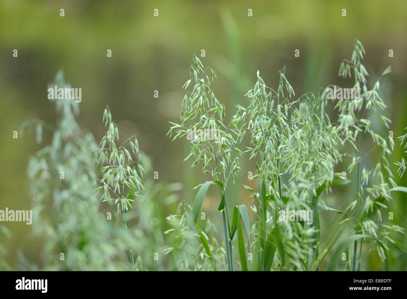 Coltivate le OAT, comune avena (Avena sativa), campi d'avena, in Germania, in Baviera, Oberpfalz Foto Stock