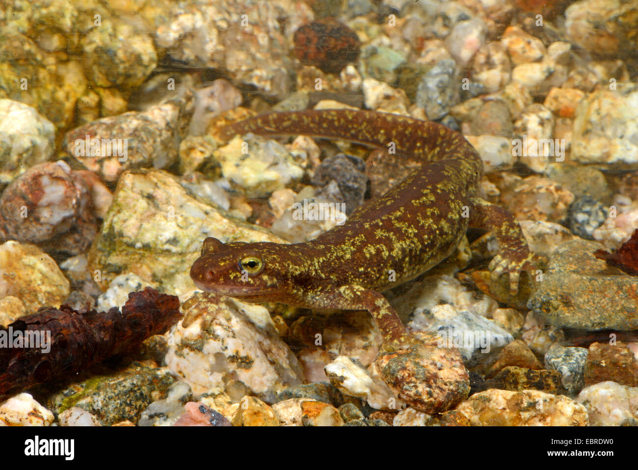 Corsian brook salamander, montagna corsa newt (Euproctus montanus), femmina, Francia, Corsica, Col de Bavella Foto Stock