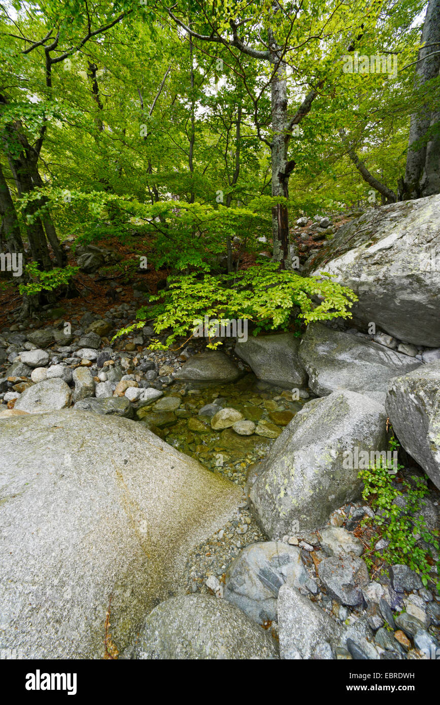 Mountain Creek, Francia, Corsica, Monte dAEOro, Cascades de Anglais Foto Stock
