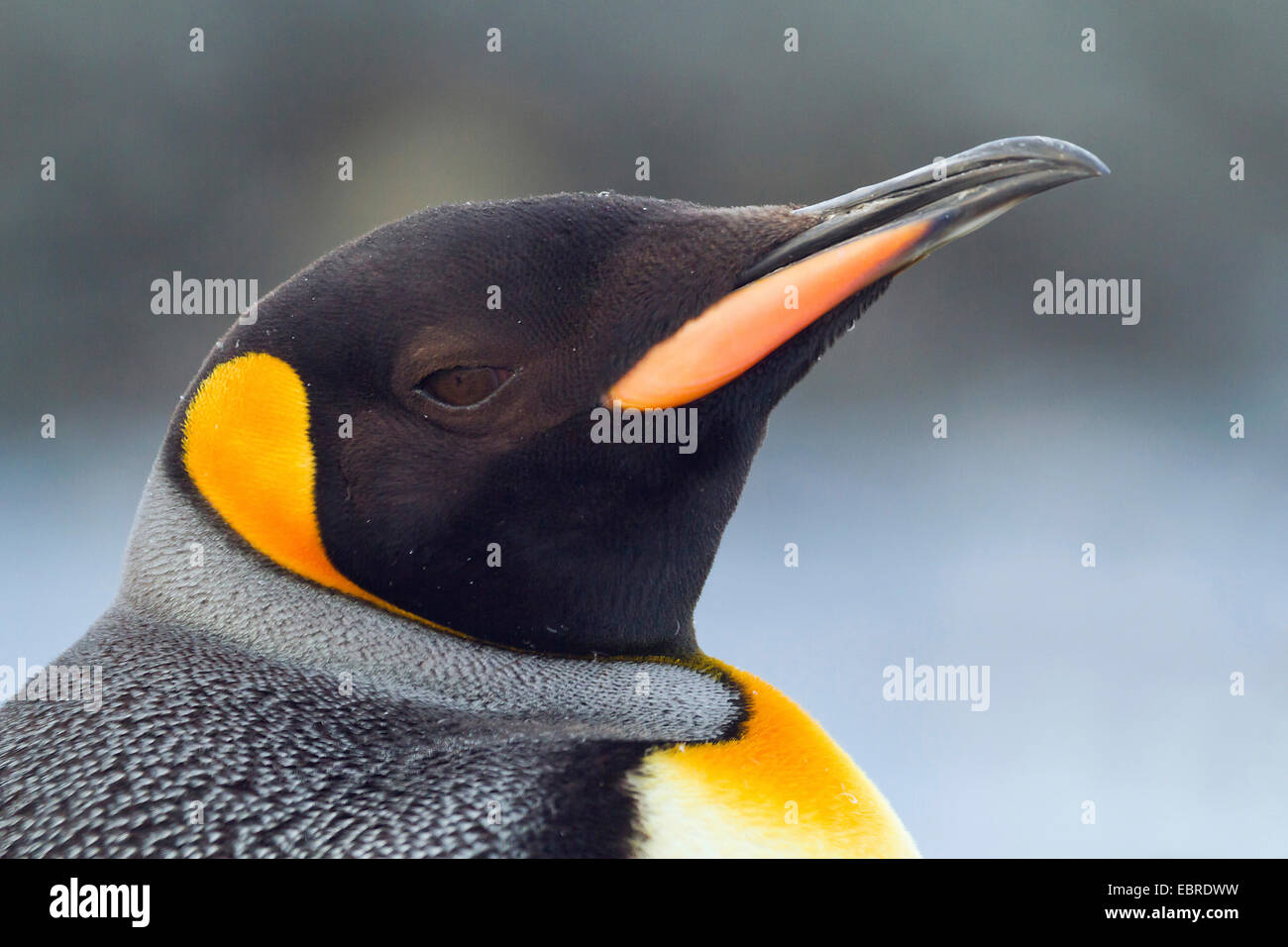 Pinguino reale (Aptenodytes patagonicus), ritratto, Antartide, Suedgeorgien Foto Stock