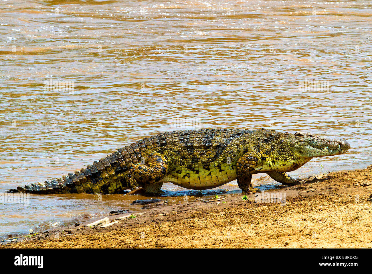 Coccodrillo del Nilo (Crocodylus niloticus), lasciando il fiume di Mara, Kenia Masai Mara National Park Foto Stock