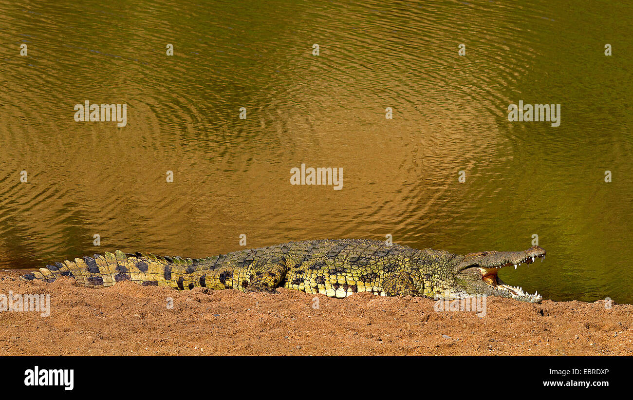 Coccodrillo del Nilo (Crocodylus niloticus), adagiata sulla riva del fiume di Mara, Kenia Masai Mara National Park Foto Stock