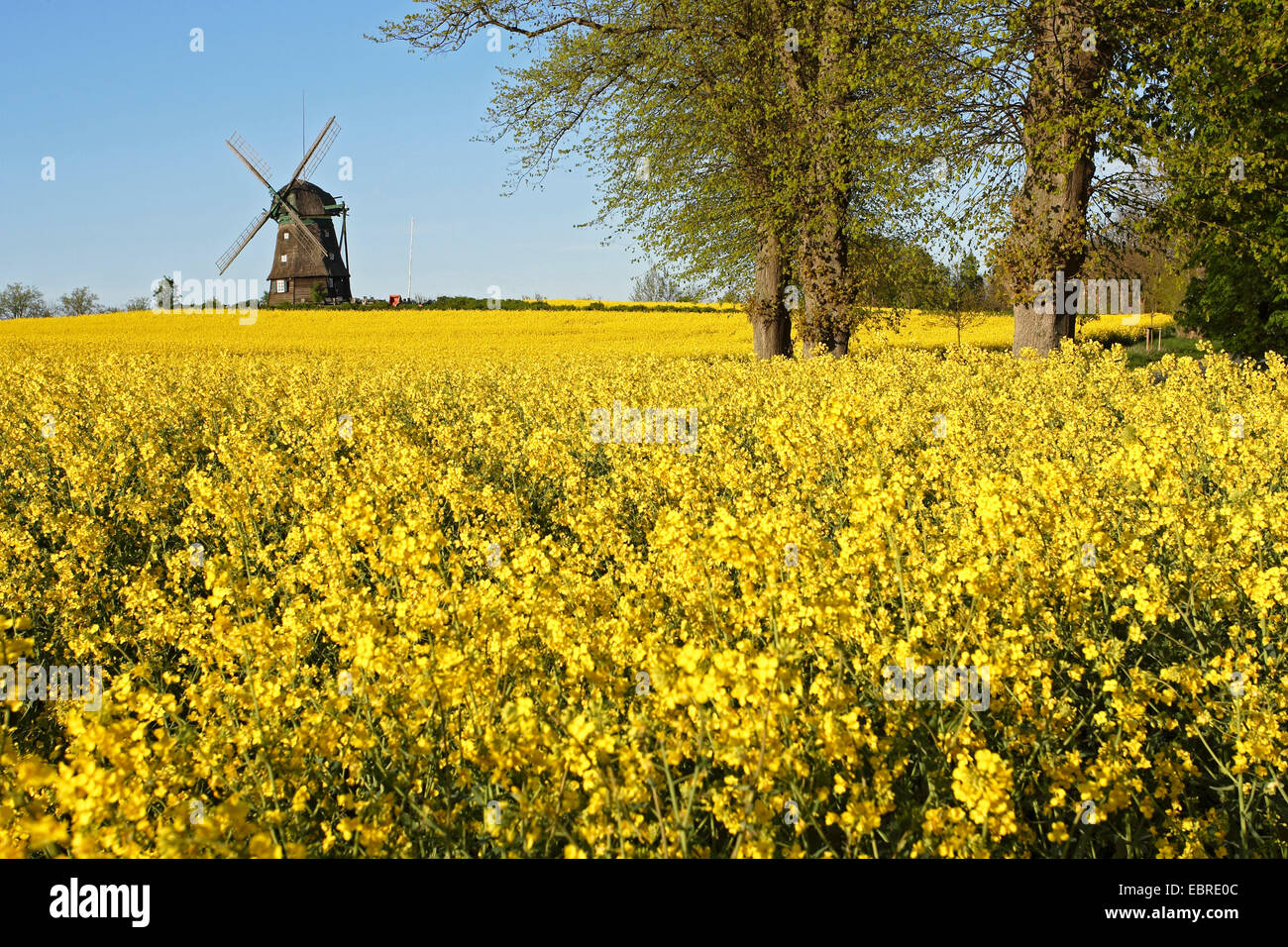 Campo di colza e il mulino a vento, Germania, Schleswig-Holstein, Ostholstein Foto Stock