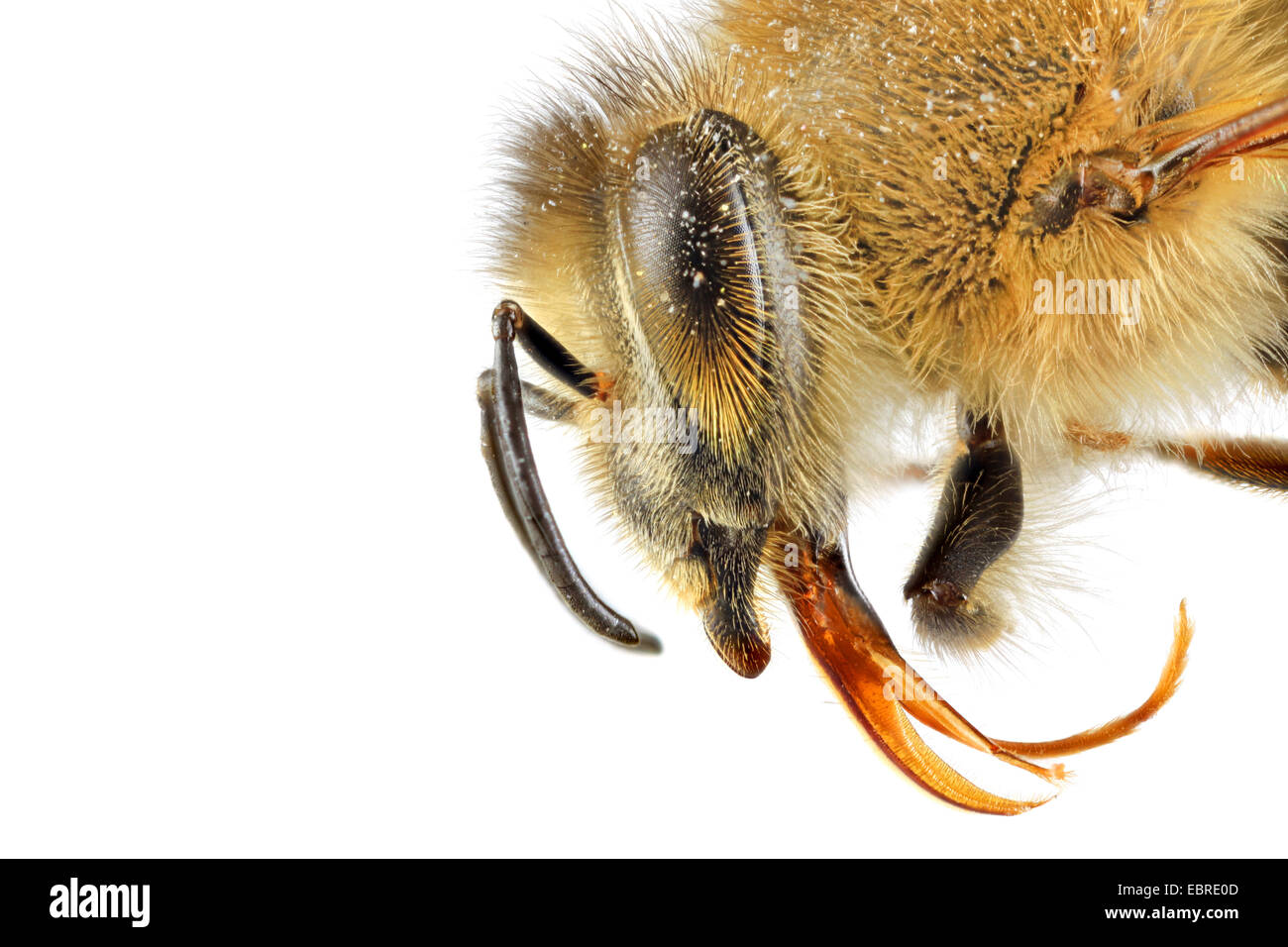 Il miele delle api, hive bee (Apis mellifera mellifera), macro colpo di testa, vista laterale Foto Stock