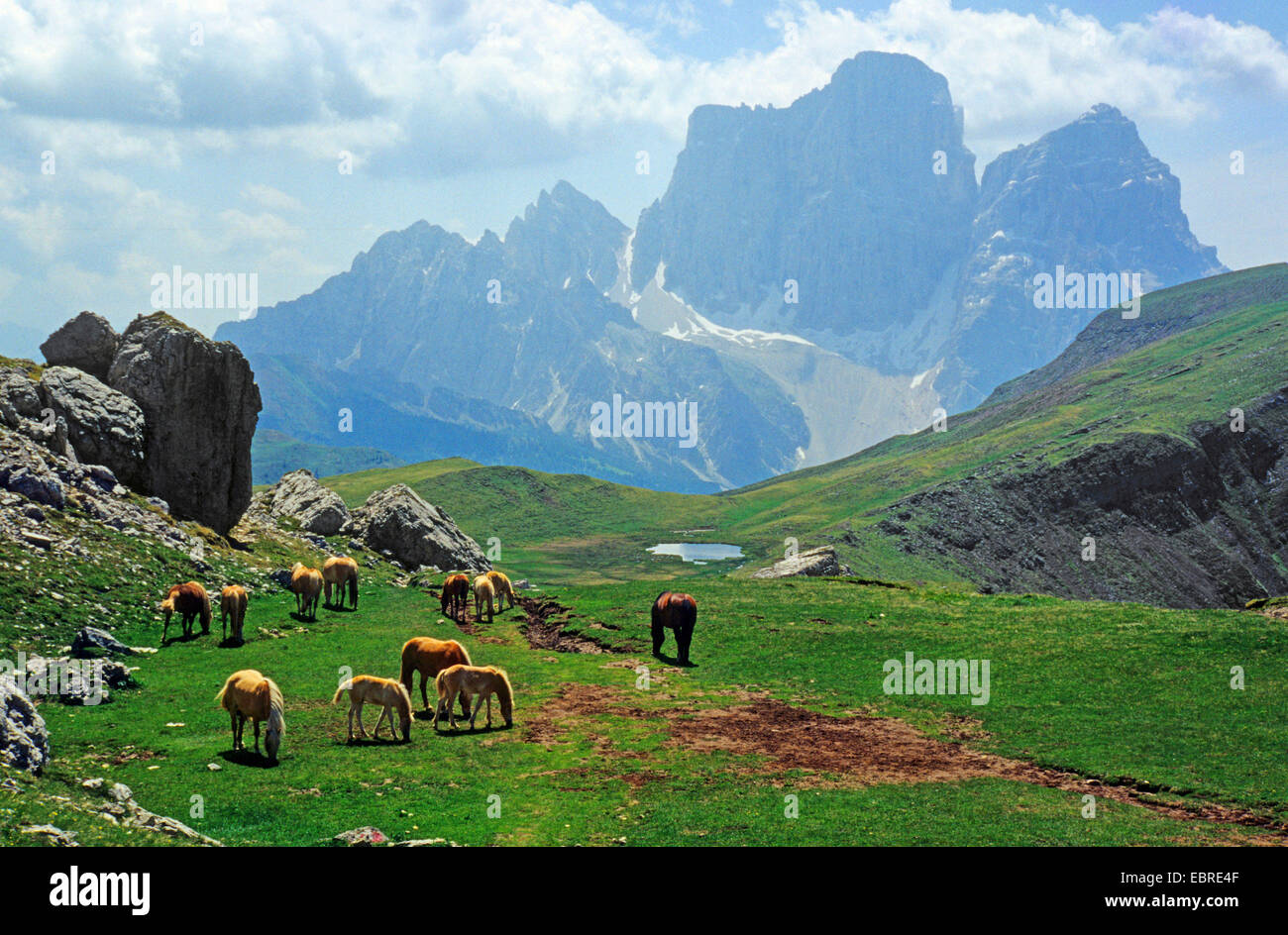 Semi-cavalli selvaggi di pascolare su pascolo alpino, il Monte Pelmo sullo sfondo, Italia, Alto Adige, Dolomiti Foto Stock