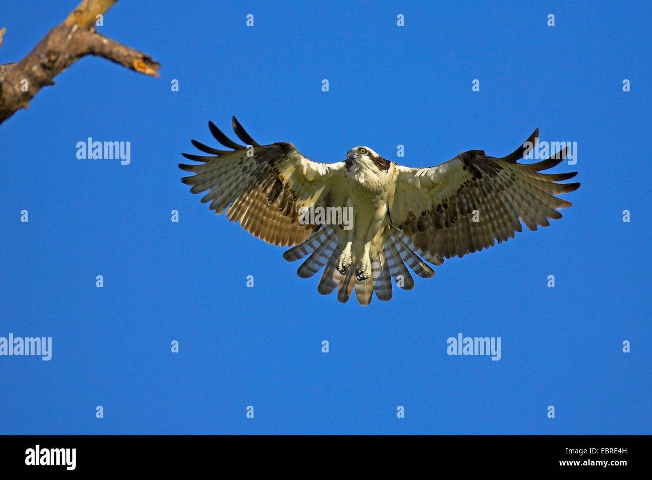 Osprey, pesce hawk (Pandion haliaetus), al momento dello sbarco approccio al nido, STATI UNITI D'AMERICA, Florida, Pine Island Foto Stock