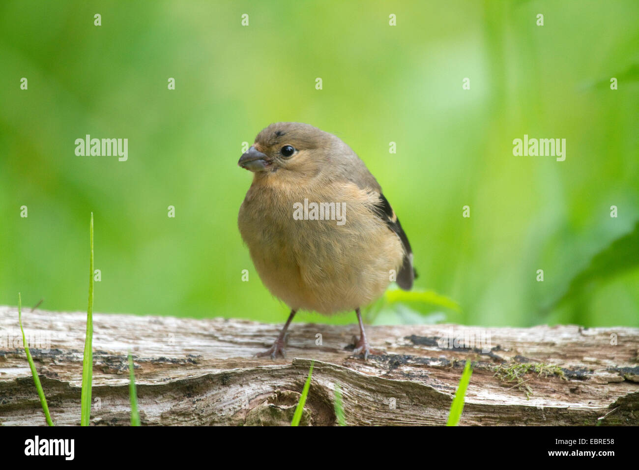 , Bullfinch ciuffolotto, bullfinch settentrionale (Pyrrhula pyrrhula), giovani donne su un tronco di albero, in Germania, in Renania settentrionale-Vestfalia Foto Stock