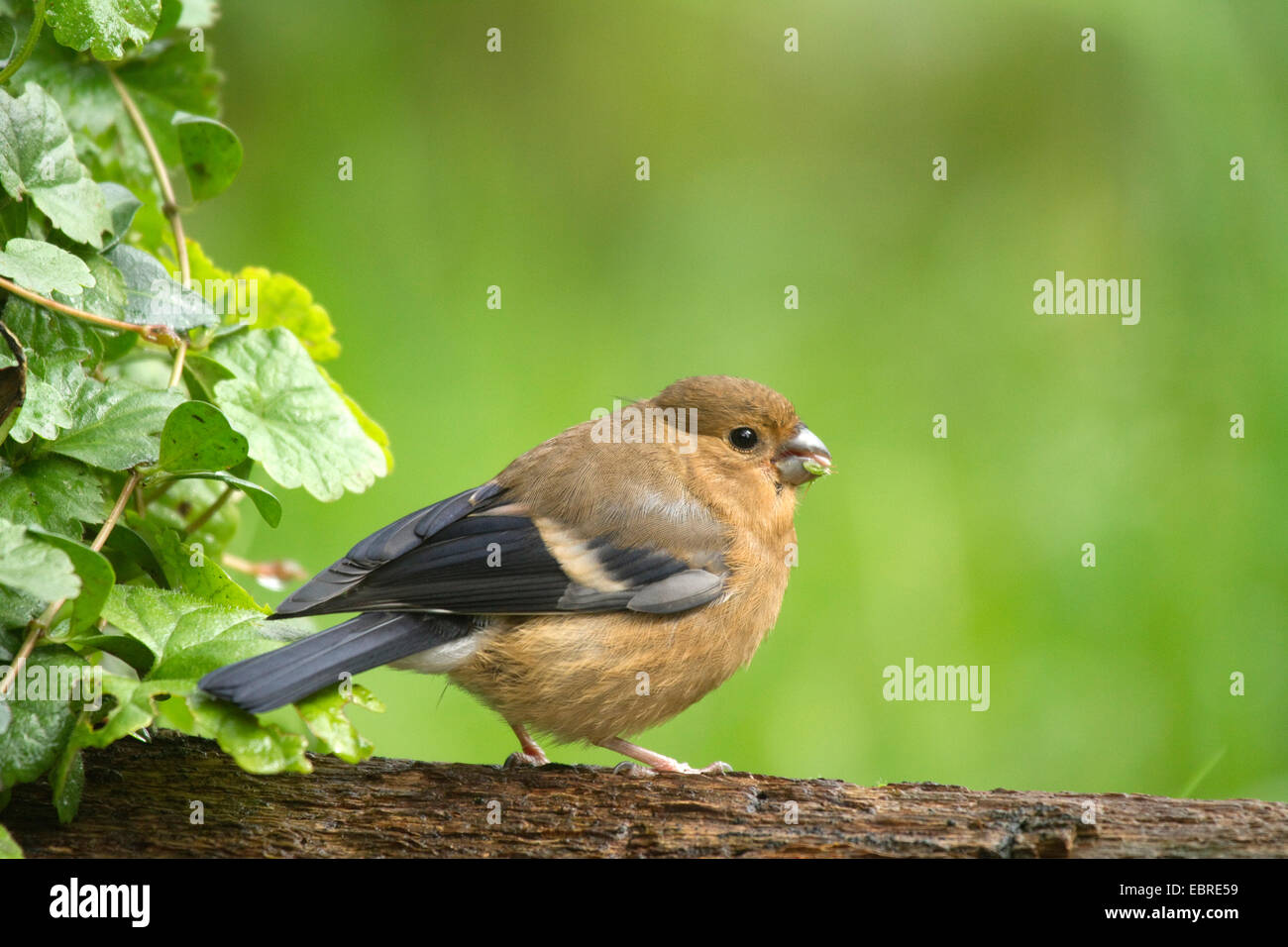 , Bullfinch ciuffolotto, bullfinch settentrionale (Pyrrhula pyrrhula), giovani donne con la preda nel becco, in Germania, in Renania settentrionale-Vestfalia Foto Stock