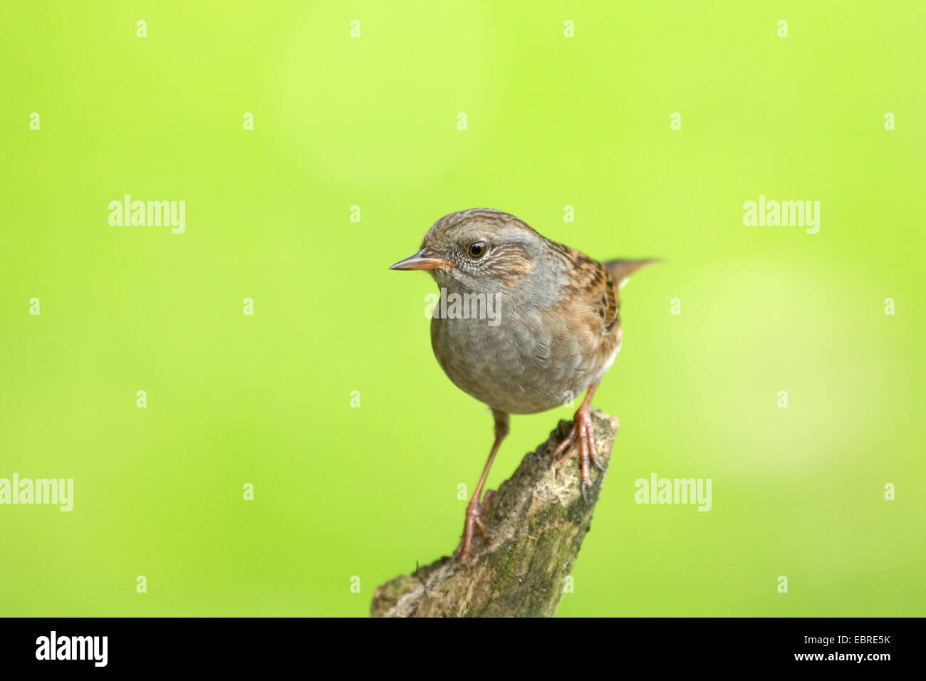 Dunnock (Prunella modularis), seduto su un post, in Germania, in Renania settentrionale-Vestfalia Foto Stock