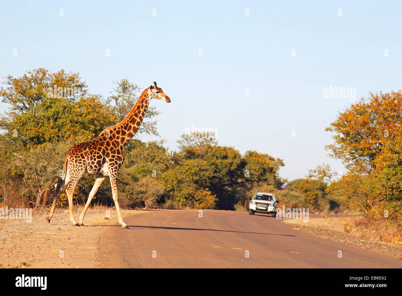 Giraffe (Giraffa camelopardalis), attraversando un usato street, Sud Africa, nord ovest della provincia, il Parco Nazionale di Pilanesberg Foto Stock
