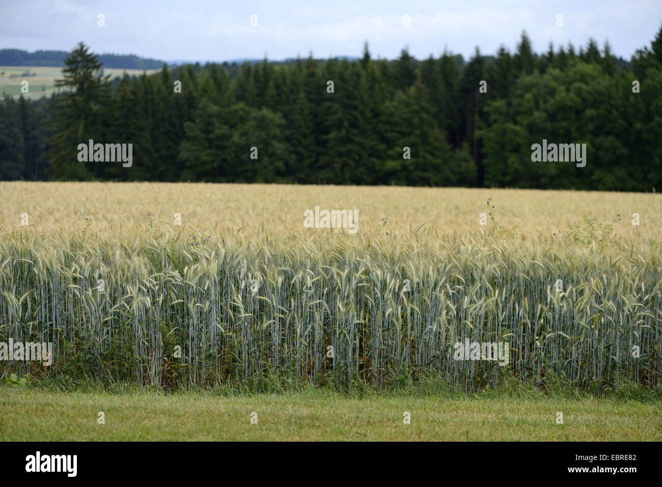 Coltivate segala (Secale cereale), campo di segale, in Germania, in Baviera, Oberpfalz Foto Stock