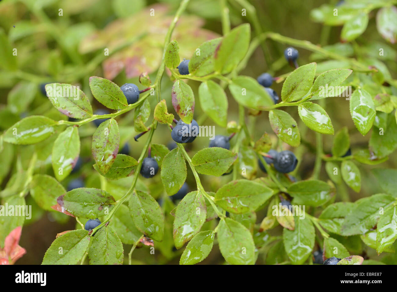 Il mirtillo nana, mirtillo, huckleberry, bassa billberry (Vaccinium myrtillus) Mirtilli maturi sotto la pioggia, in Germania, in Baviera Foto Stock