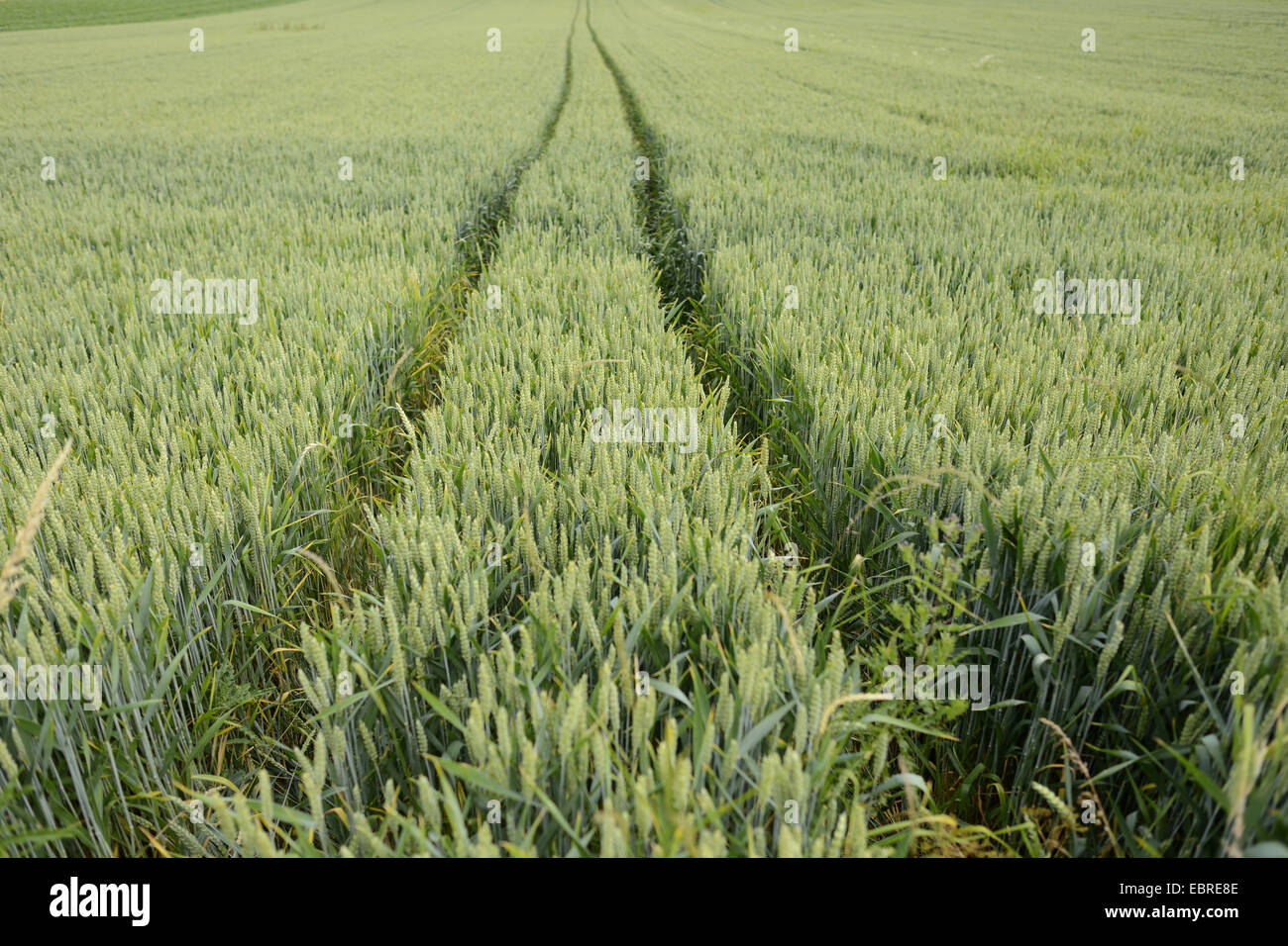 Pane di frumento, coltivati frumento (Triticum aestivum), via in un wheatfield in early sommer, in Germania, in Baviera, Oberpfalz Foto Stock