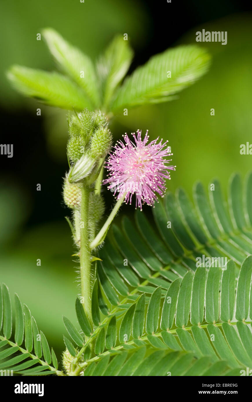Impianto sensibili, touch-me-non (Mimosa pudica), fioritura Foto Stock