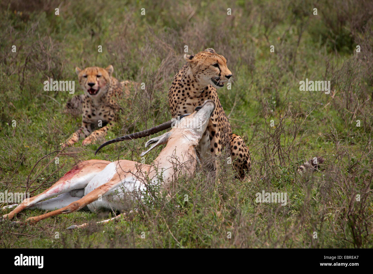 Ghepardo (Acinonyx jubatus), due ghepardi con catturato Grant's gazzella, Tanzania Serengeti National Park Foto Stock