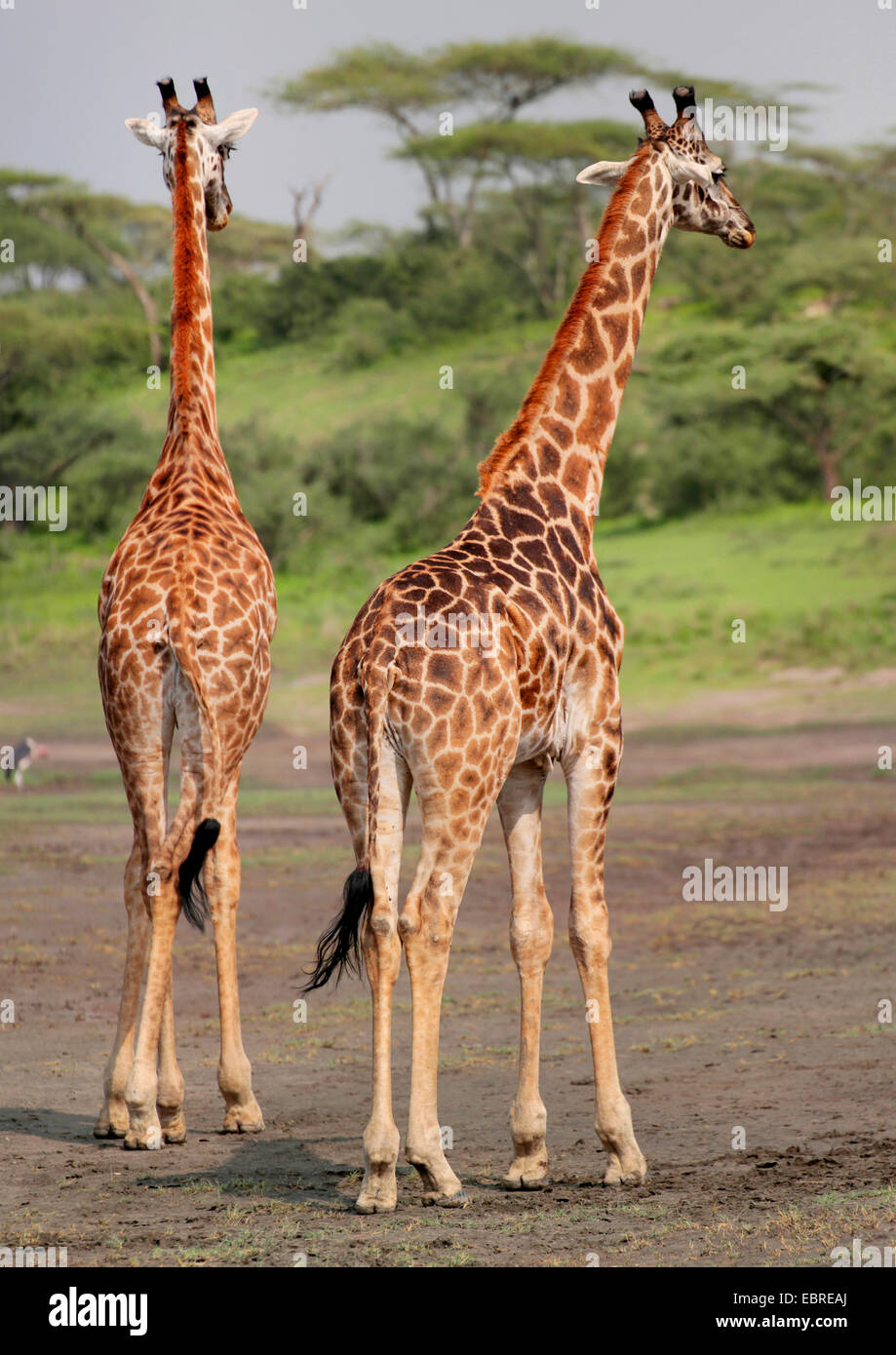 Masai giraffe (Giraffa camelopardalis tippelskirchi), vista posteriore di due giraffe, Tanzania Serengeti National Park Foto Stock
