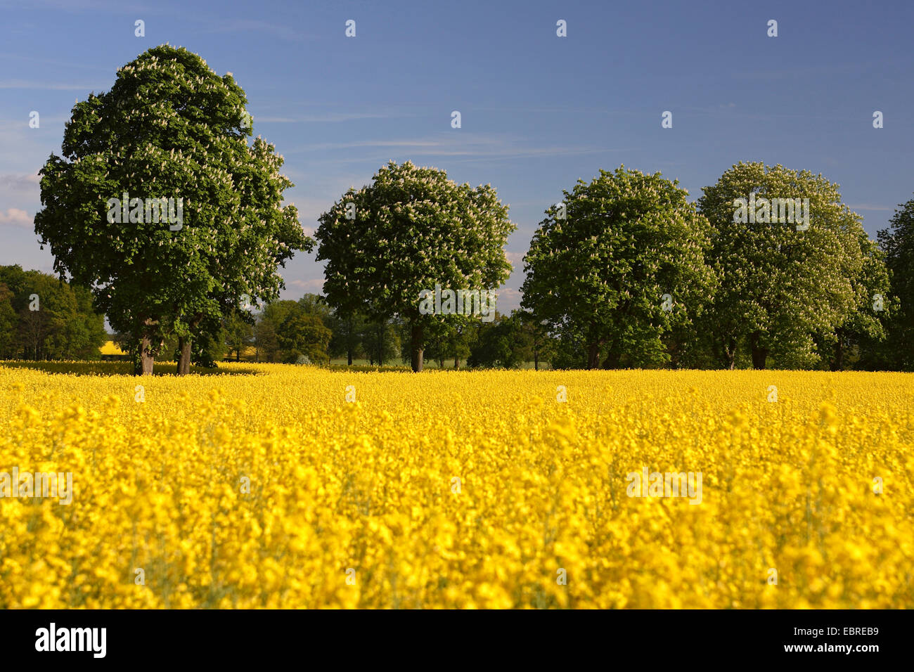 Comune di ippocastano (Aesculus hippocastanum), campo di colza e castagno avenue, Germania, Schleswig-Holstein Foto Stock