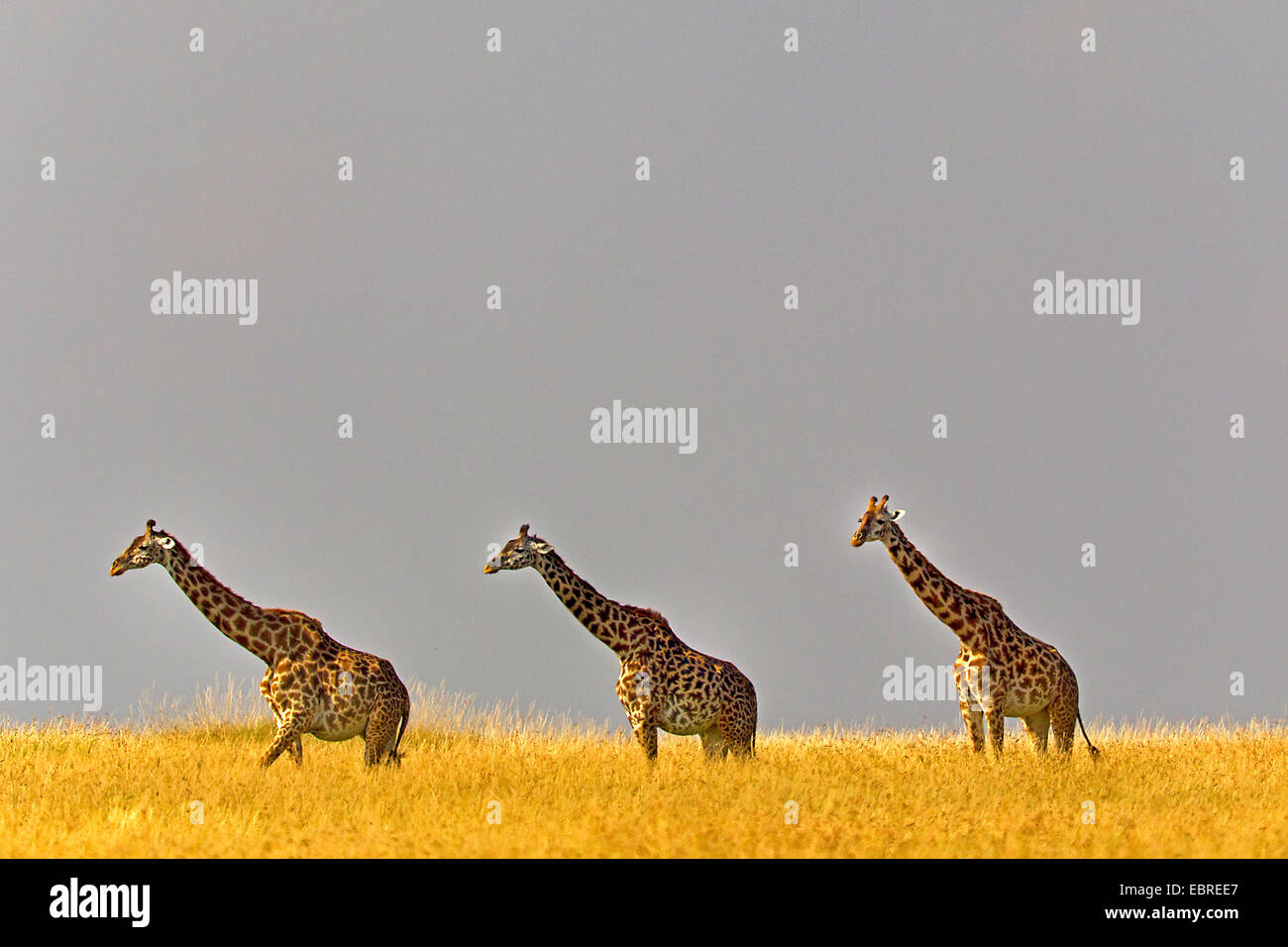 Masai giraffe (Giraffa camelopardalis tippelskirchi), tre giraffe passando attraverso la savana, Kenia Masai Mara National Park Foto Stock