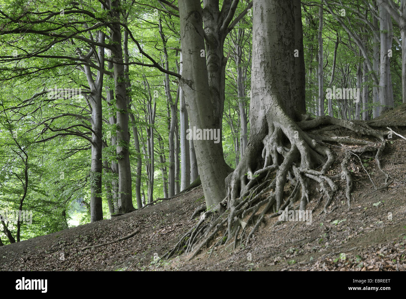 Comune di faggio (Fagus sylvatica), esposto nodose radici di un faggio, in Germania, in Renania settentrionale-Vestfalia, la zona della Ruhr, Castrop-Rauxel Foto Stock