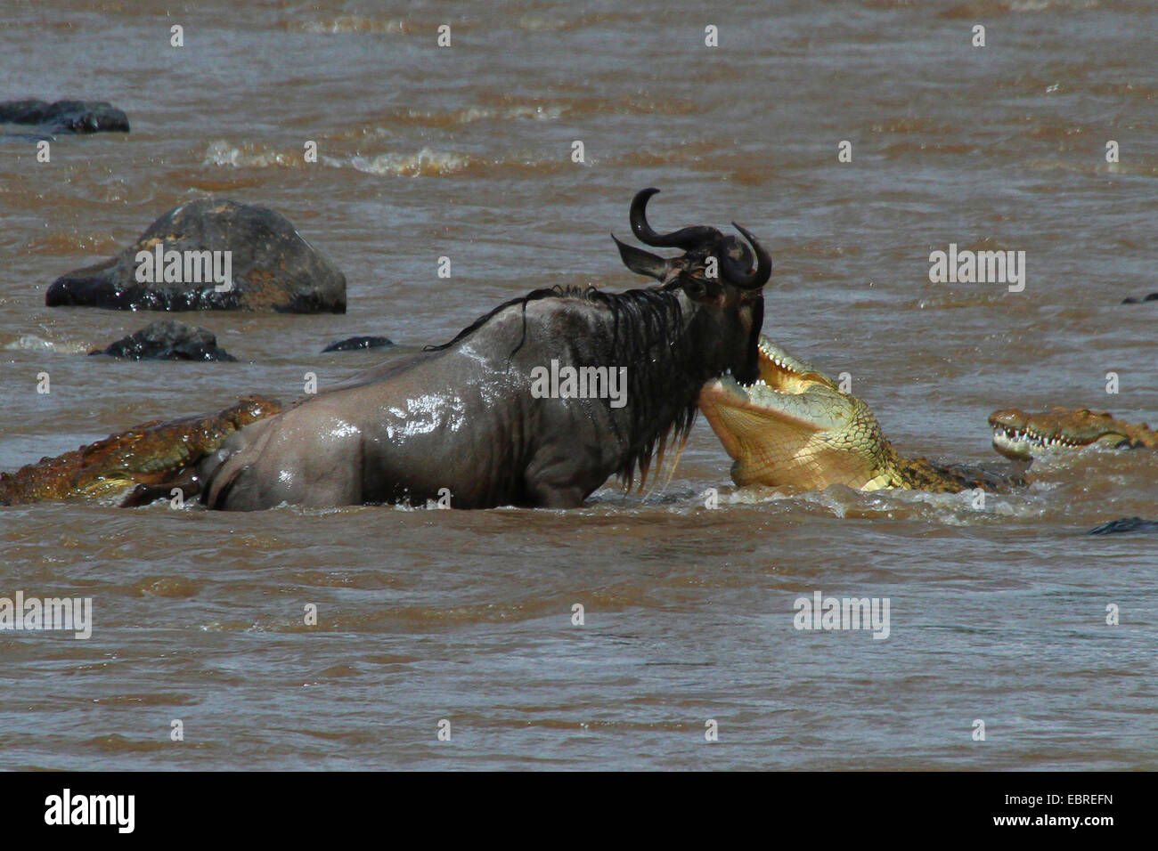Coccodrillo del Nilo (Crocodylus niloticus), coccodrilli attaccando GNU, fiume di Mara, Kenia Masai Mara National Park Foto Stock
