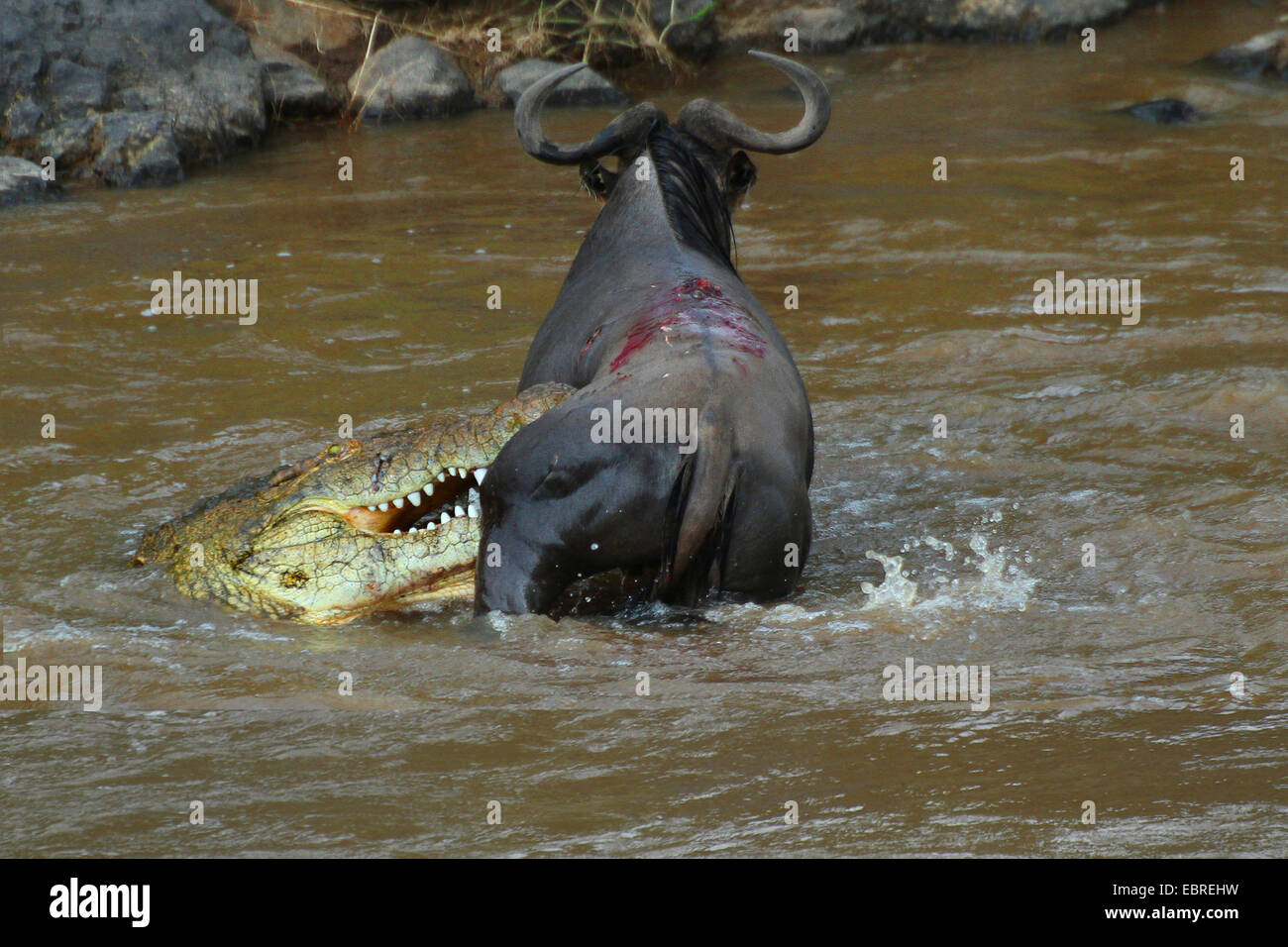 Coccodrillo del Nilo (Crocodylus niloticus), coccodrillo attcking GNU, fiume di Mara, Kenia Masai Mara National Park Foto Stock