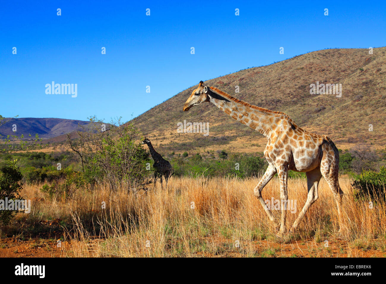 Giraffe (Giraffa camelopardalis), passeggiate in prati, Sud Africa, nord ovest della provincia, il Parco Nazionale di Pilanesberg Foto Stock