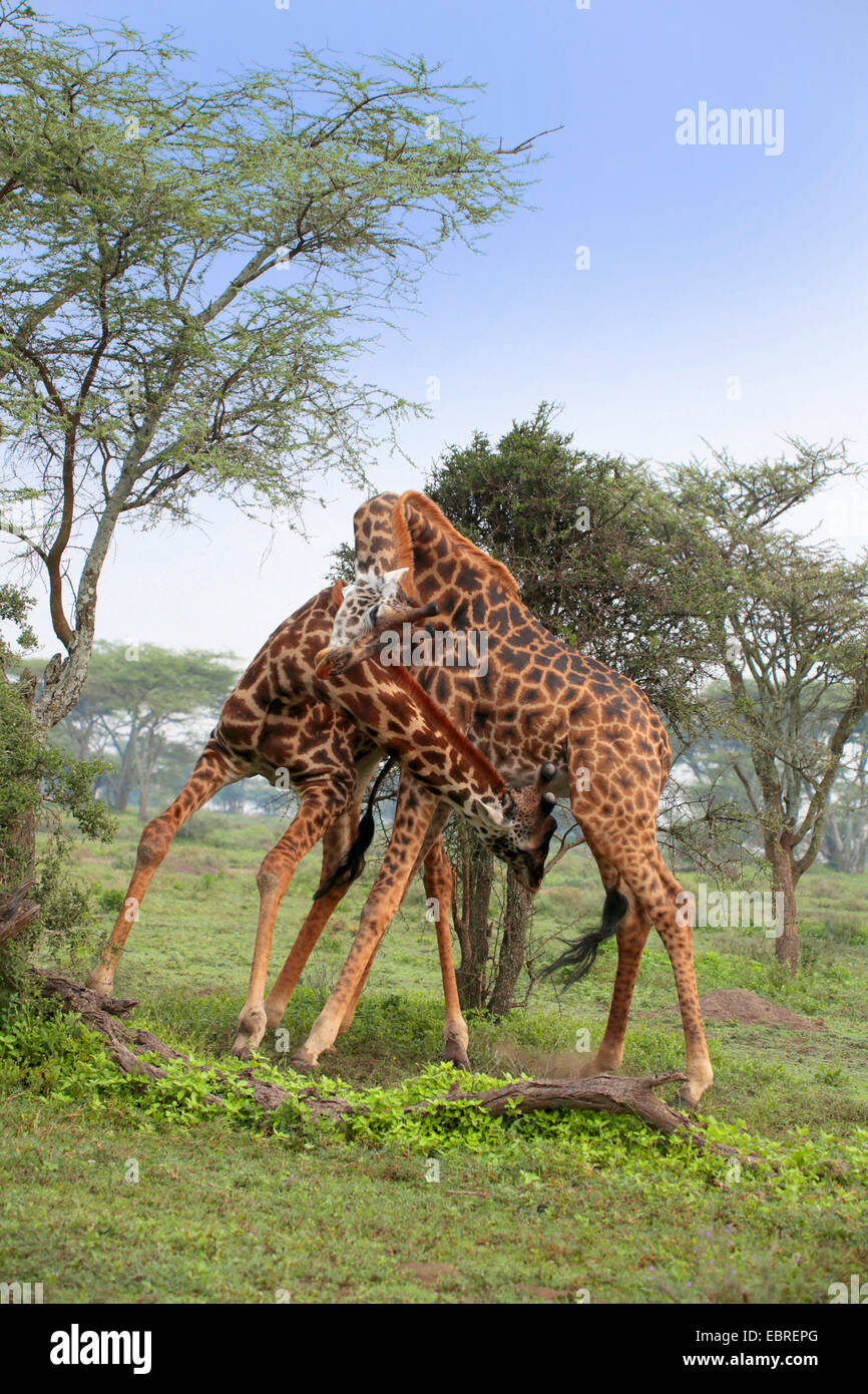 Masai giraffe (Giraffa camelopardalis tippelskirchi), la lotta contro le giraffe, Tanzania Serengeti National Park Foto Stock