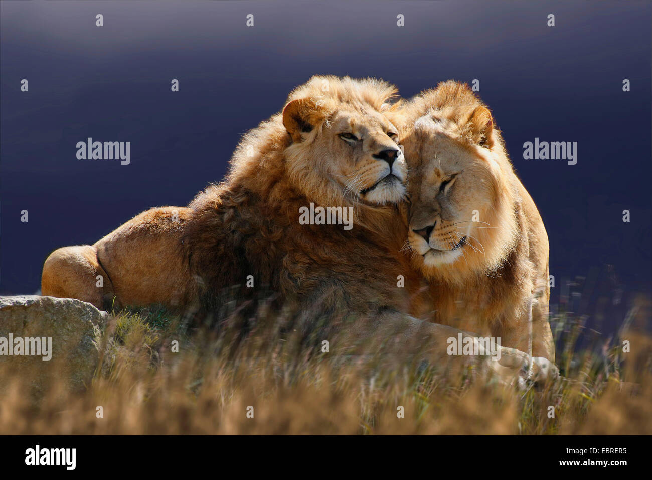 Lion (Panthera leo), due leoni smooching, Tanzania Serengeti National Park Foto Stock