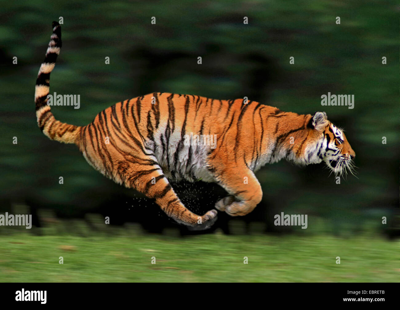 Tiger (Panthera tigris), laterale in esecuzione, azione Foto Stock